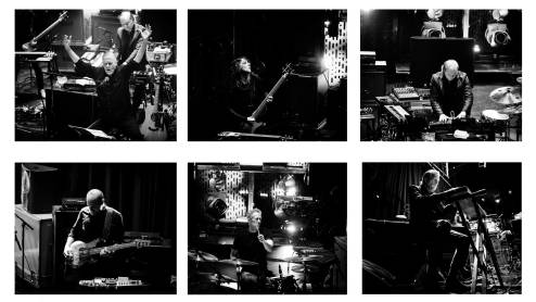Swans