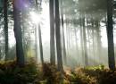 Cannock Chase Forest