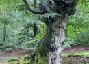 Hutewald Halloh